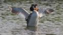 J01_3143 Great Crested Grebe.JPG